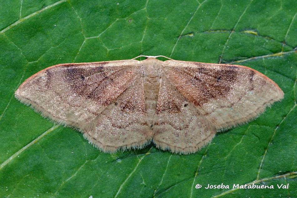 Eteroceri del mese di aprile, dal confino